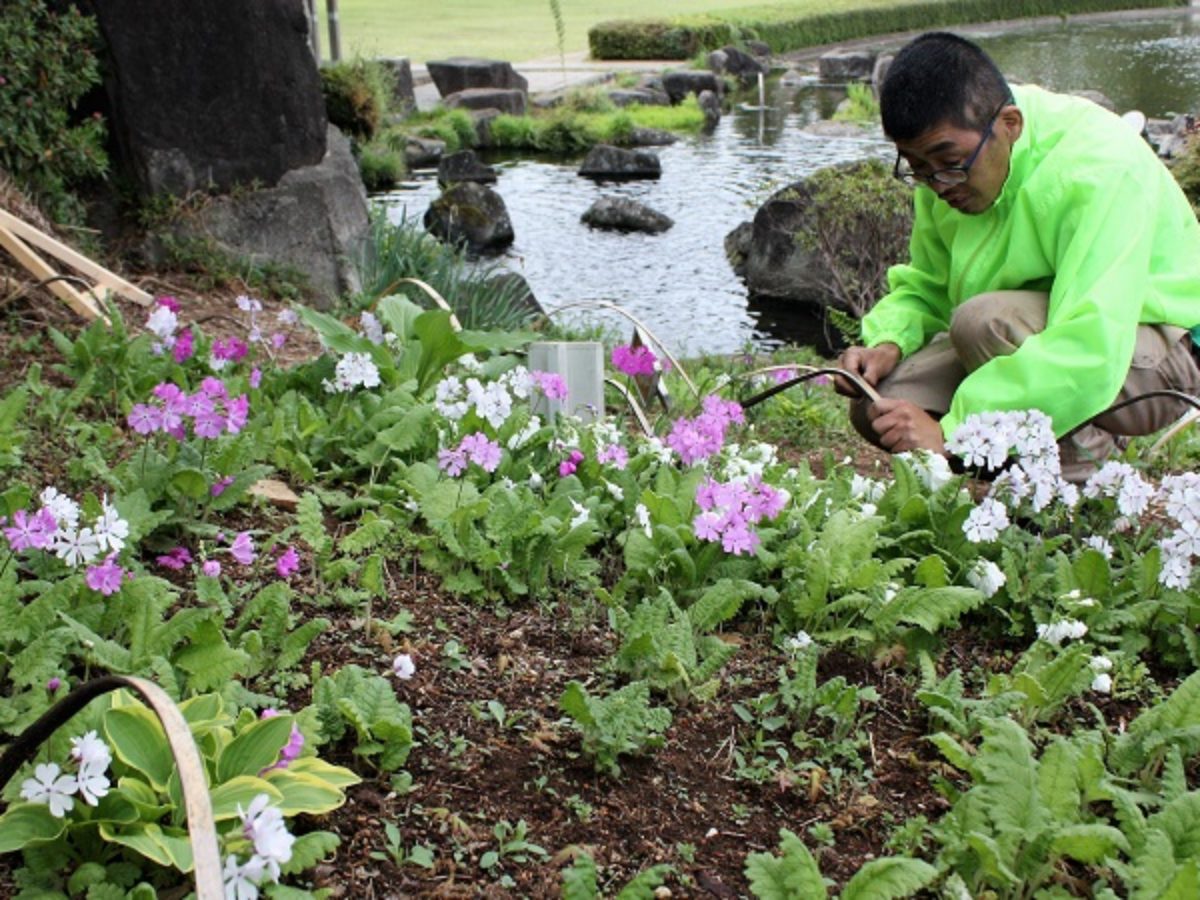 サクラソウ花壇が見頃 つくば市松見公園 サクラソウ花壇が見頃 つくば市松見公園