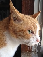 我が家の愛猫3