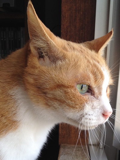 我が家の愛猫3