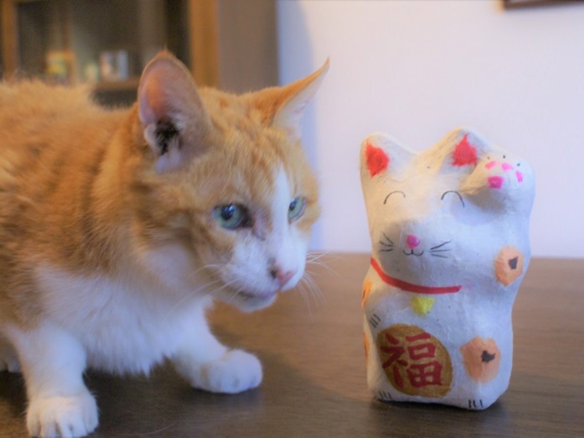 猫と暮らせば 4 猫との共生に求められること Newsつくば