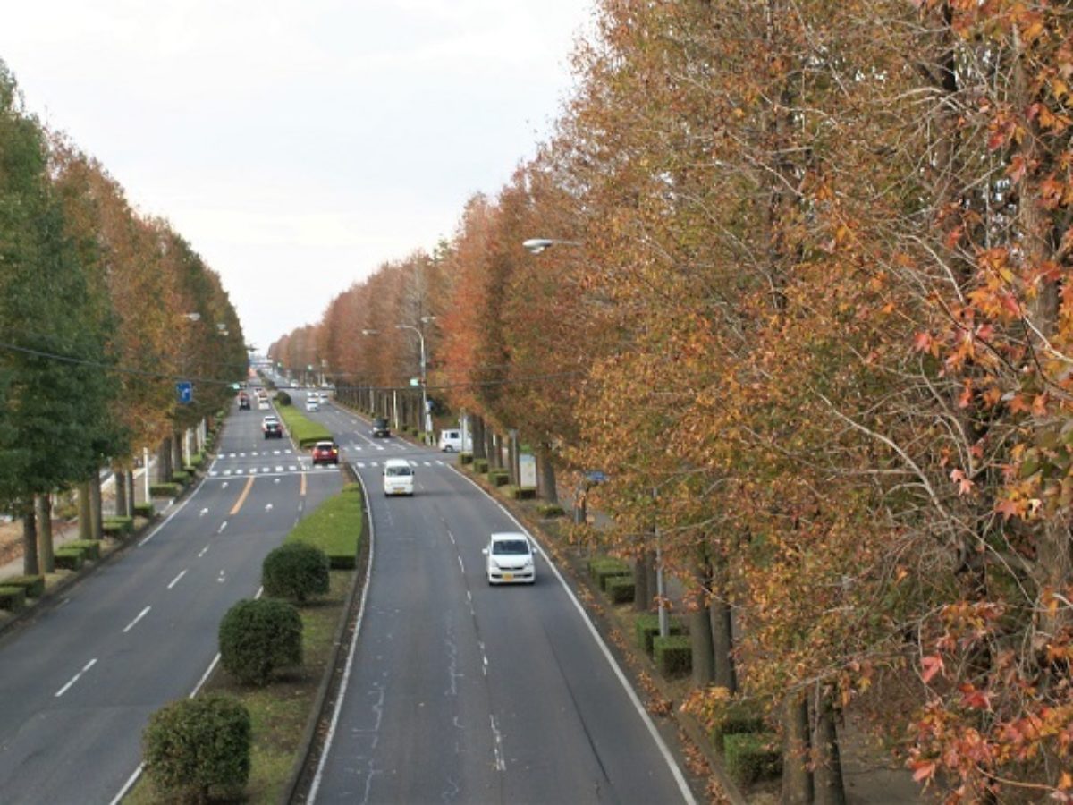 紅葉始まる 幹線道路沿い街路樹 つくば