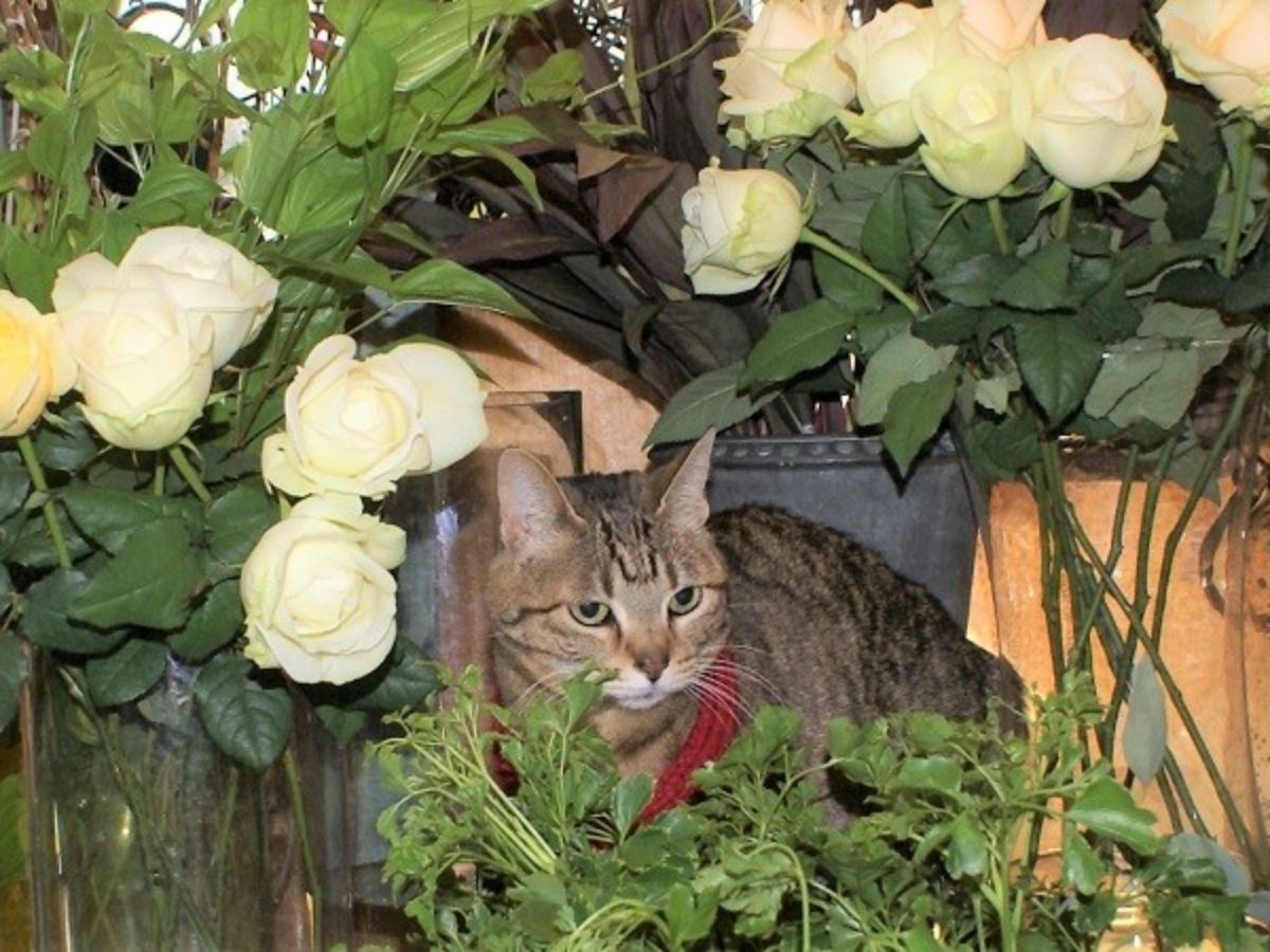 猫の日 看板猫のいる花屋さん ペットロスに寄り添うミュー