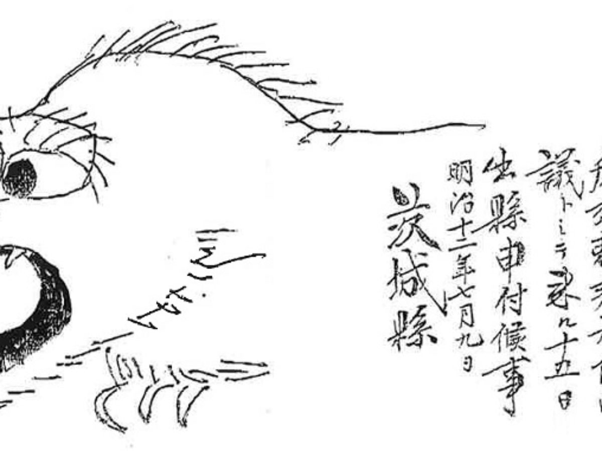 虎列剌茸