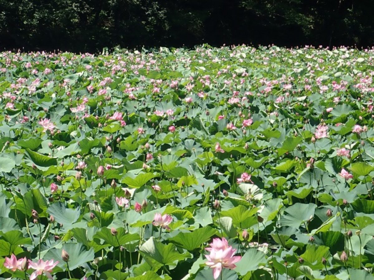 宍塚の里山 44 大池はピンクの蓮の花が満開です Newsつくば