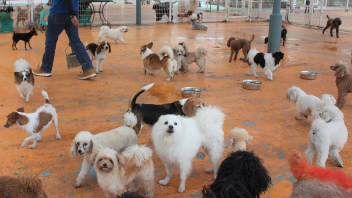 台風19号 犬猫500匹無事 冠水のつくばわんわんランド 営業再開は日