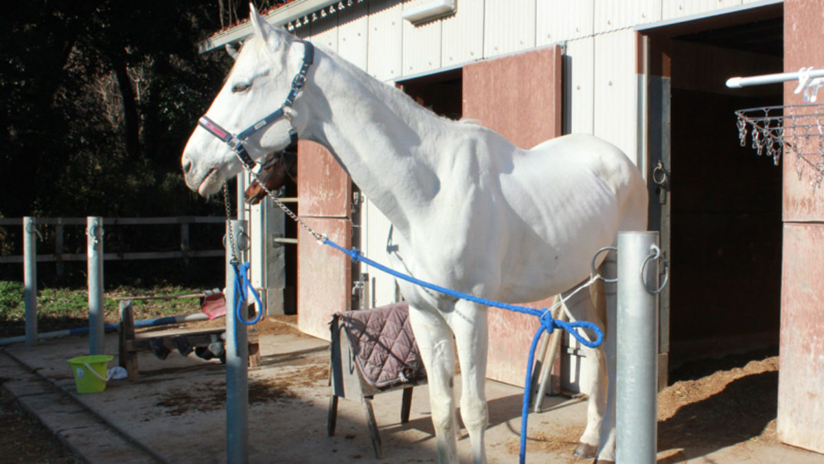 ツンデレの白馬がやってきた 筑波大馬術部に元競走馬