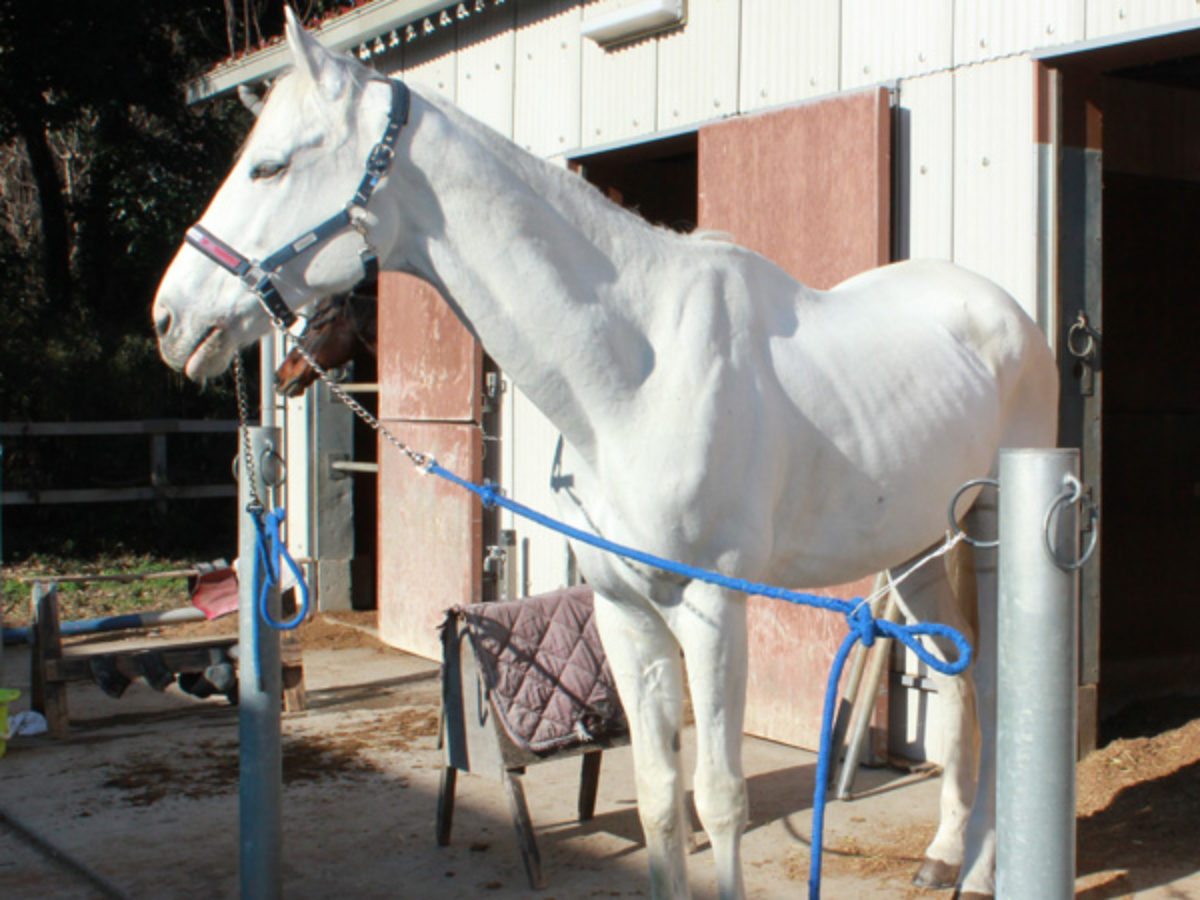 ツンデレの白馬がやってきた 筑波大馬術部に元競走馬