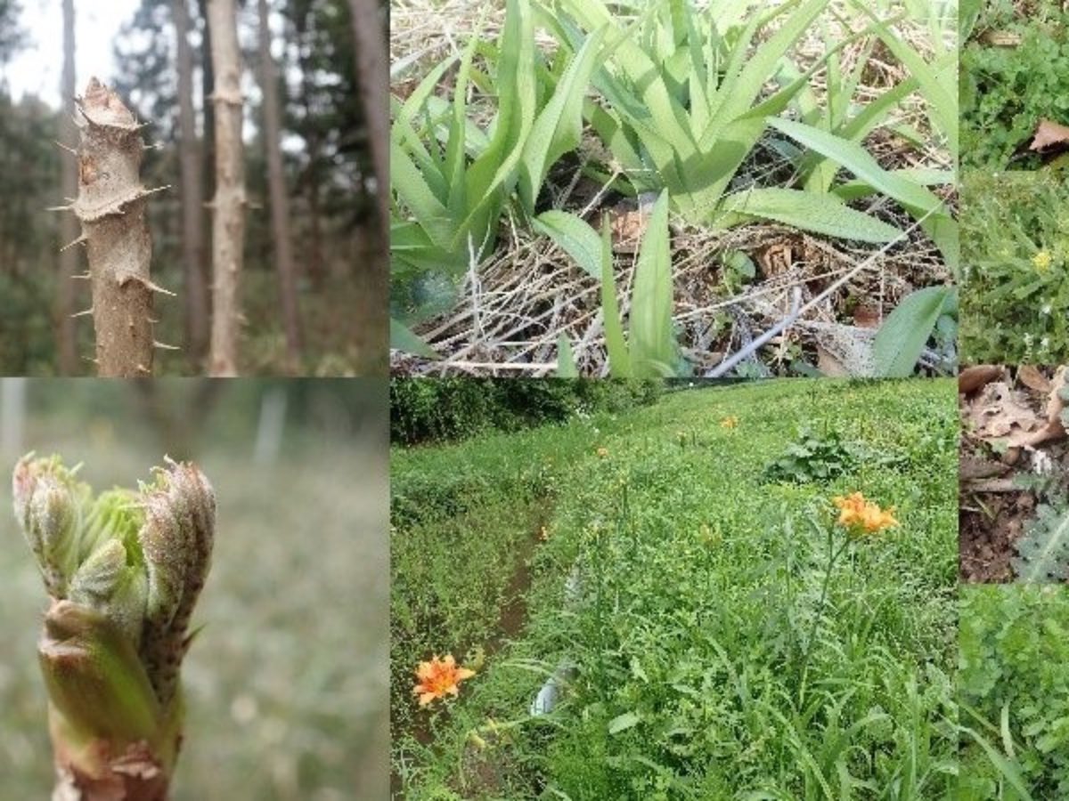 宍塚の里山 59 春の美味しい草花いろいろ