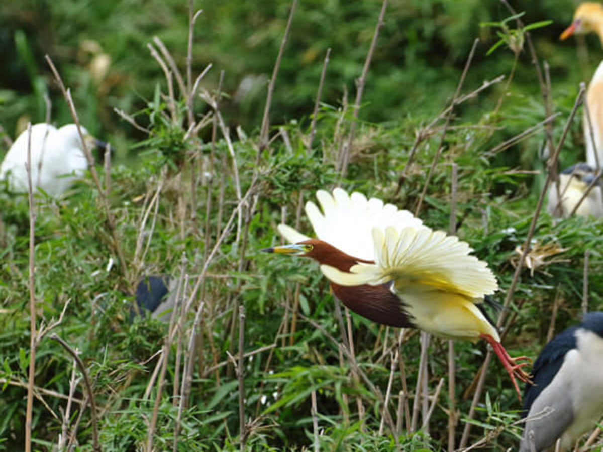 赤青白のサギの群れ】㊤ 繁殖の地、土浦・桜川にアカガシラ１羽きり