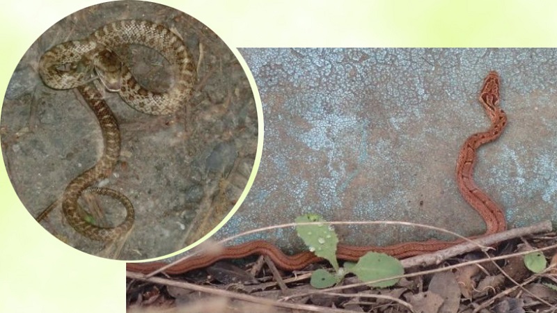 宍塚の里山 69 最近ヘビが増えた 人気の親子観察会