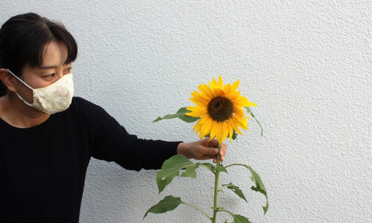 季節外れのヒマワリ開花 つくば市吾妻の住宅