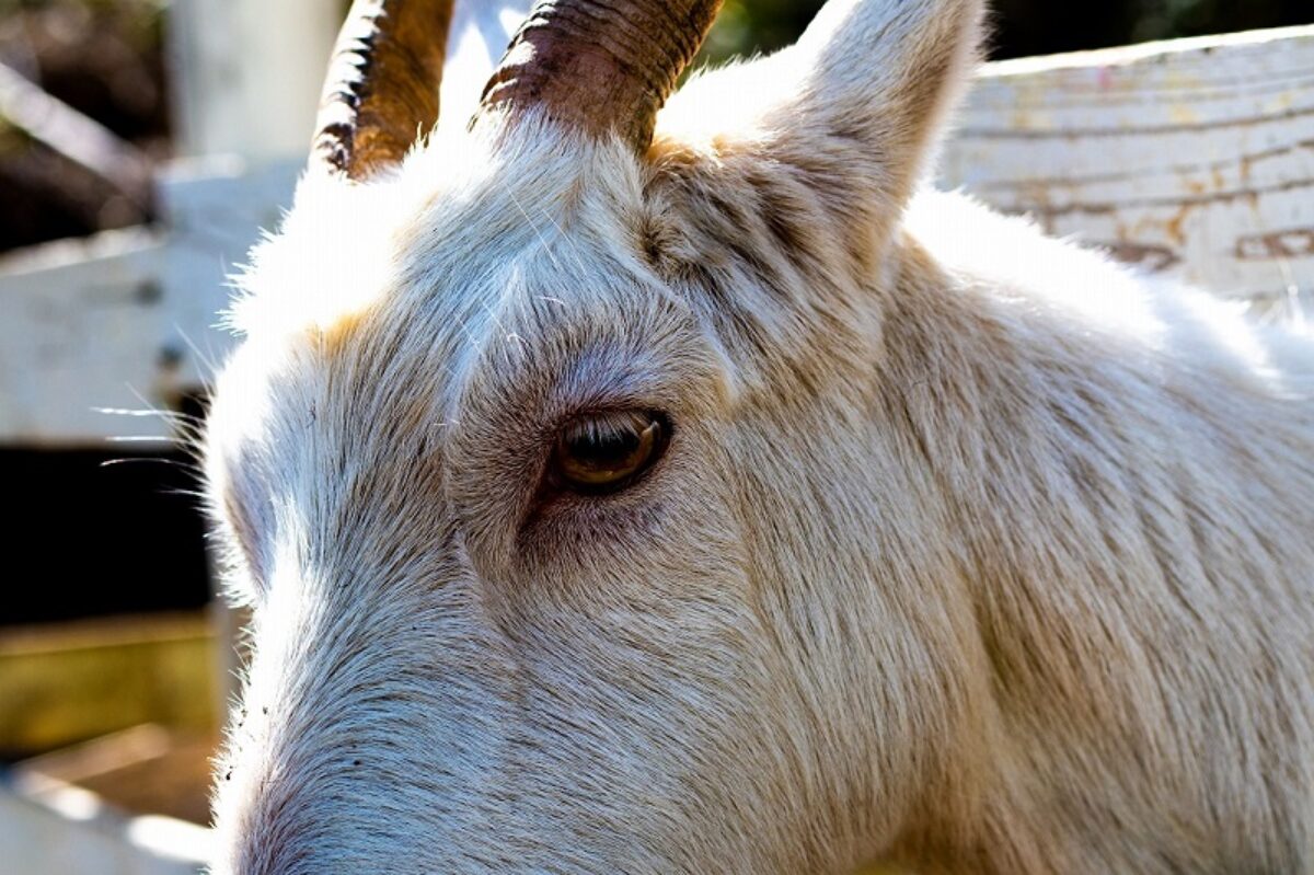ことばのおはなし 31 正三角形のヤギを見た
