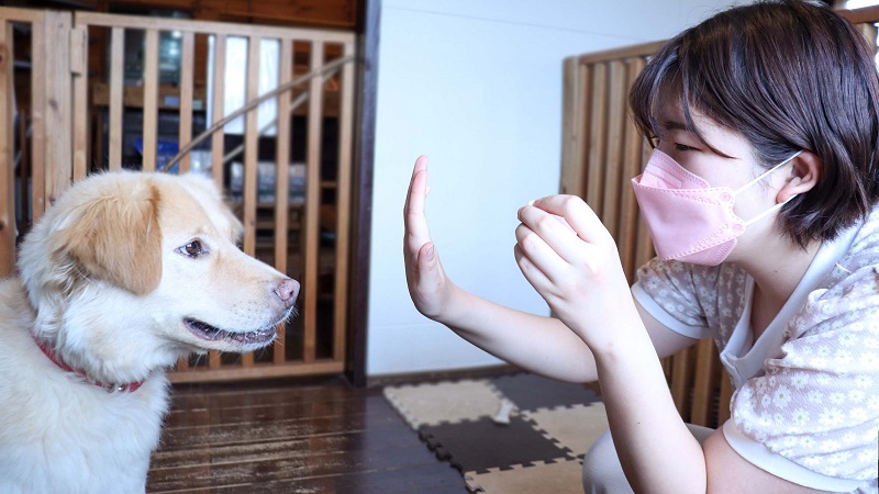 ワンコインで保護犬支援 推しペットプロジェクト 筑波大生が立ち上げ