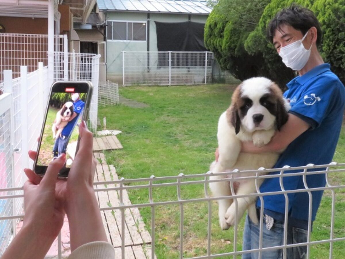 もふもふ セントバーナード子犬5匹 つくばわんわんランドに