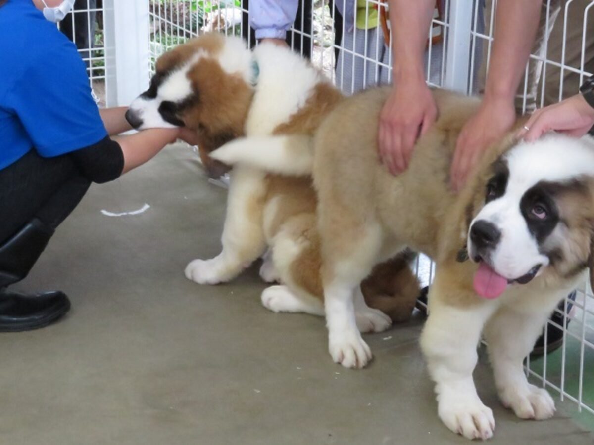 ぼくたちの名前付けて セントバーナード子犬6匹 つくばわんわんランド