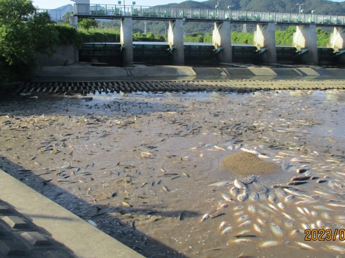 ハクレンが大量死 桜川の田土部堰