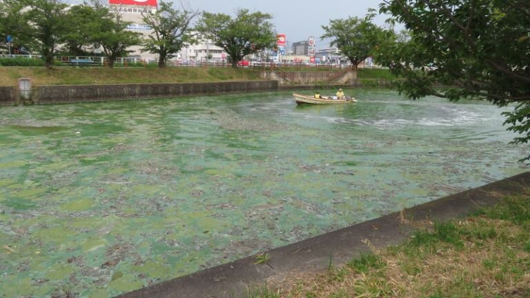 土浦 新川でアオコ大量発生
