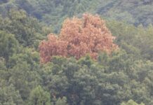 民有林に防除対策費を補助 ナラ枯れ被害拡大防止へ つくば市