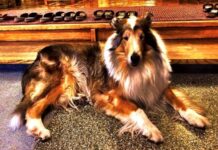 コンパニオンアニマルと孤独の時代《看取り医者は見た!》45