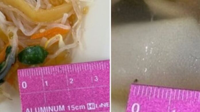 カメムシとアブラムシ