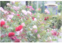 「鉄道がもつ物語性を美しく見せたい」 せきごうさん写真展