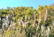 武器を持たない勇気と知恵《ハチドリ暮らし》56