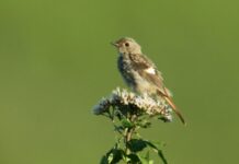 冬鳥ジョウビタキとの夏《鳥撮り三昧》8