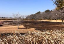 川口公園で火災 芝生2500㎡焼ける つくば市