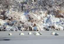 雪と氷とコハクチョウ《鳥撮り三昧》10