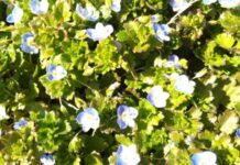 末期がんと診断されてしまいました…《ハチドリ暮らし》58