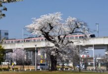 「桜のまち」研究学園の未来へ《けんがくひろば》18