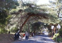 49年 市民が清掃活動 水戸街道の松並木守る 土浦