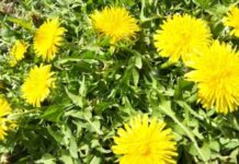 抗がん剤治療を始めて3カ月《ハチドリ暮らし》60