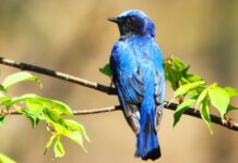 初夏からは高原が私の遊び場《鳥撮り三昧》13