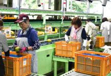 ナシの出荷最盛期 JA水郷つくば 選果場設備を一新